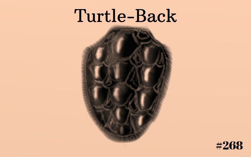 Turtle-Back, Short Story, The Penned Sleuth, Comedy, People. Fantasy