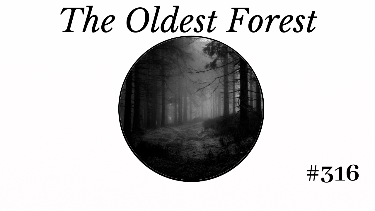 The Oldest Forest, Matthew Dewey, Short Story, The Penned Sleuth, It’s believed to be the oldest forest. The trees at its edge, which are supposed to be the youngest, are said to be older than any tree outside of the forest by several thousand years. I stood before these outer trees, trying to conceive that they were the youngest and looked towards the centre to make sense of it. I found my view blocked by the intense twisting of branches and the cold fog.  Whatever was at the centre was sure to be a remarkable discovery, taking my name and making it known far and wide.